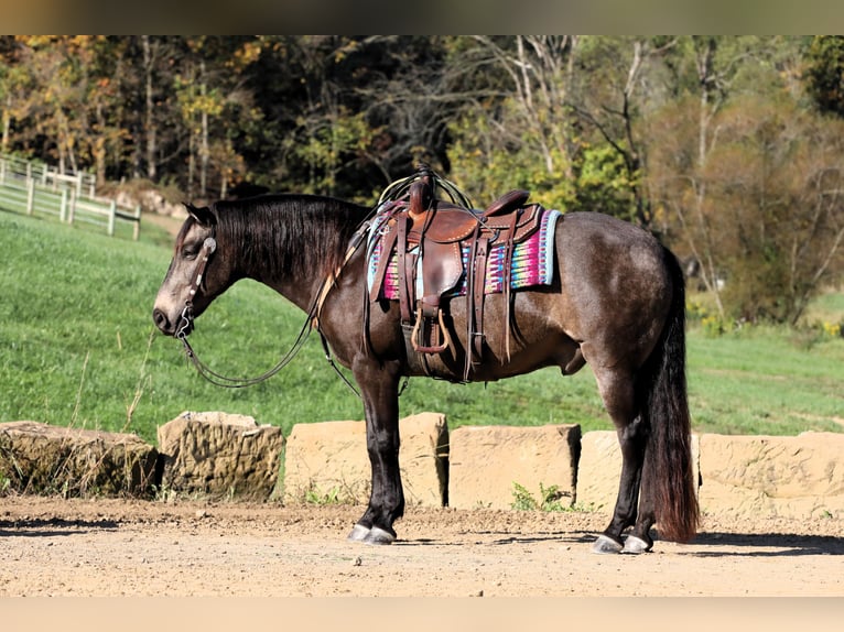 Caballo cuarto de milla Mestizo Caballo castrado 9 años 147 cm Buckskin/Bayo in Millersburg