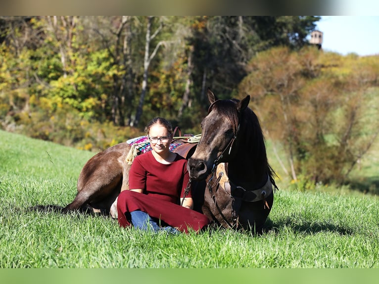 Caballo cuarto de milla Mestizo Caballo castrado 9 años 147 cm Buckskin/Bayo in Millersburg