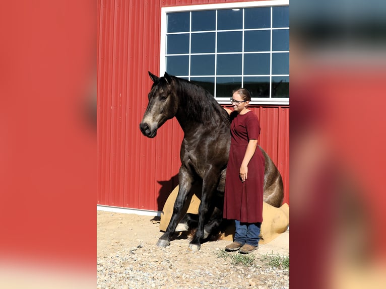 Caballo cuarto de milla Mestizo Caballo castrado 9 años 147 cm Buckskin/Bayo in Millersburg