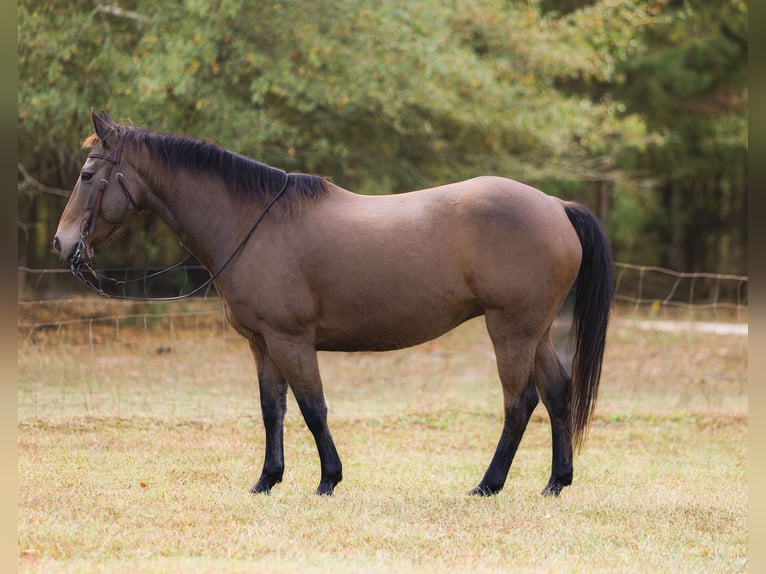 Caballo cuarto de milla Caballo castrado 9 años 147 cm Buckskin/Bayo in Cherryville