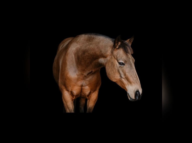 Caballo cuarto de milla Caballo castrado 9 años 147 cm Buckskin/Bayo in Cherryville