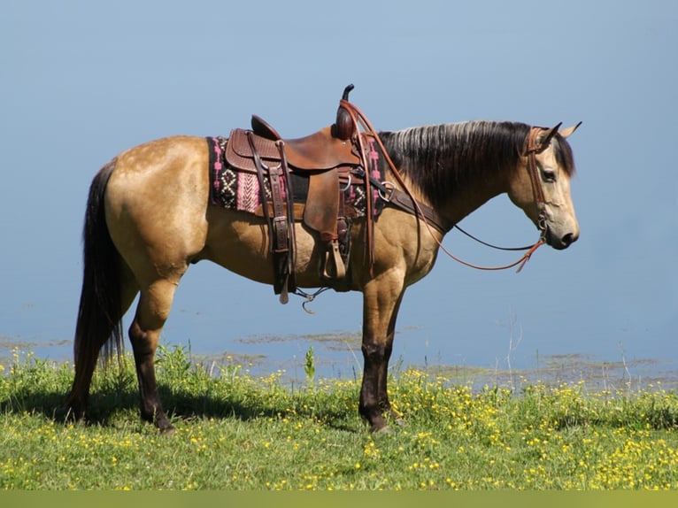 Caballo cuarto de milla Caballo castrado 9 años 147 cm Buckskin/Bayo in Whitley City KY