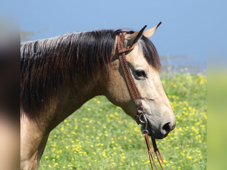 Caballo cuarto de milla Caballo castrado 9 años 147 cm Buckskin/Bayo in Whitley City KY