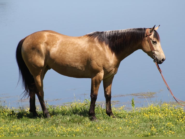 Caballo cuarto de milla Caballo castrado 9 años 147 cm Buckskin/Bayo in Whitley City KY