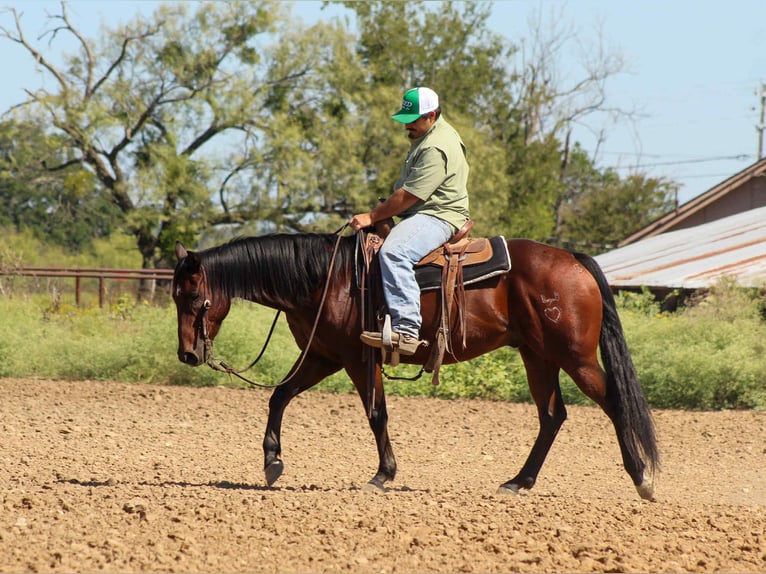 Caballo cuarto de milla Caballo castrado 9 años 147 cm Castaño rojizo in Stephenville TX