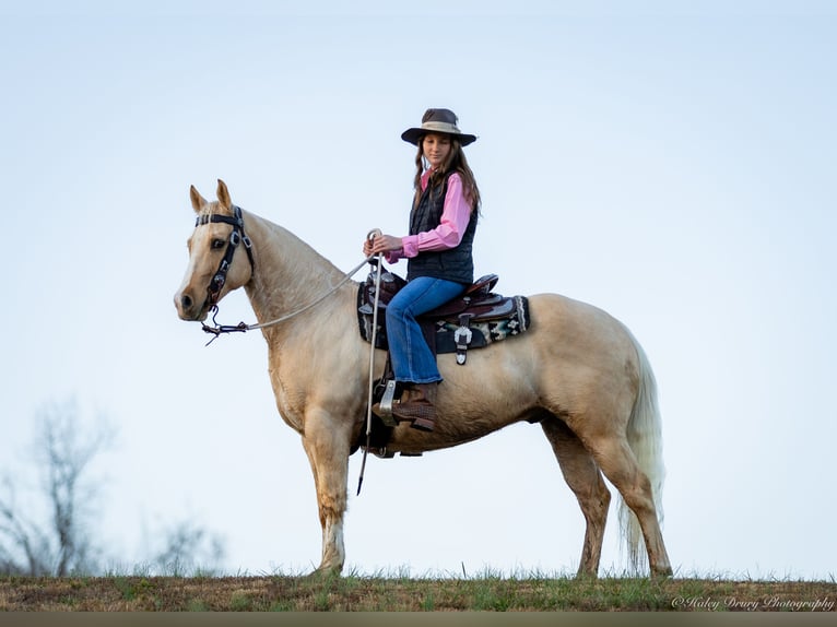 Caballo cuarto de milla Caballo castrado 9 años 147 cm Palomino in Elkton, KY