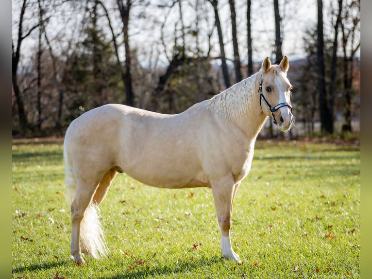 Caballo cuarto de milla Caballo castrado 9 años 147 cm Palomino in Elkton, KY