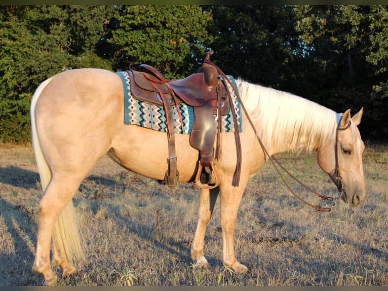 Caballo cuarto de milla Caballo castrado 9 años 147 cm Palomino in Pilot Point TX