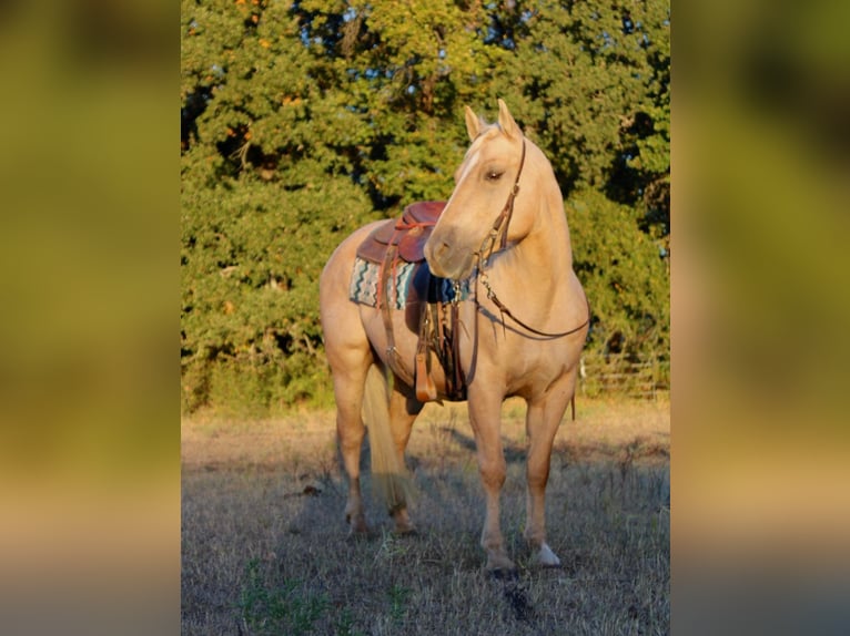 Caballo cuarto de milla Caballo castrado 9 años 147 cm Palomino in Pilot Point TX