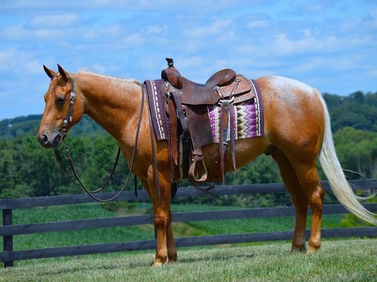 Caballo cuarto de milla Caballo castrado 9 años 147 cm Palomino in Wooster, OH