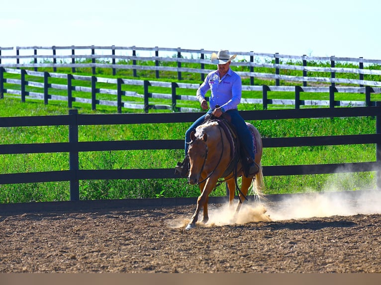 Caballo cuarto de milla Caballo castrado 9 años 147 cm Palomino in Wooster, OH