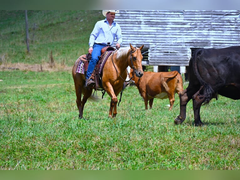 Caballo cuarto de milla Caballo castrado 9 años 147 cm Palomino in Wooster, OH