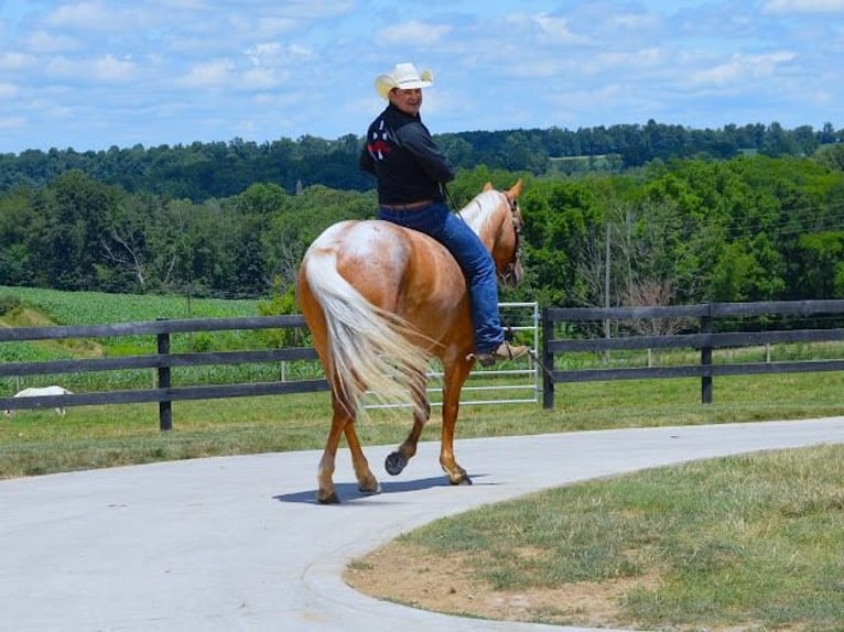 Caballo cuarto de milla Caballo castrado 9 años 147 cm Palomino in Wooster, OH