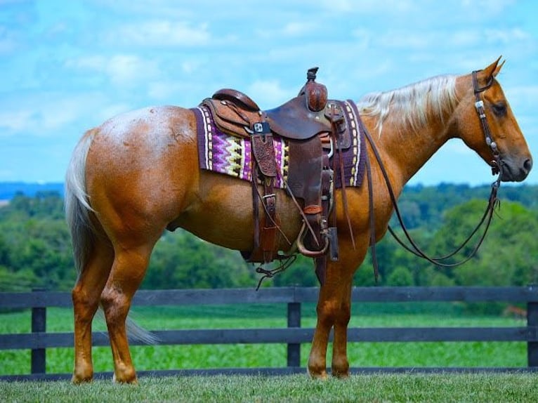 Caballo cuarto de milla Caballo castrado 9 años 147 cm Palomino in Wooster, OH