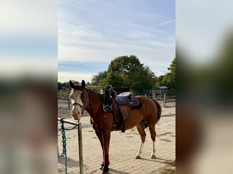 Caballo cuarto de milla Caballo castrado 9 años 149 cm Alazán in Stahnsdorf