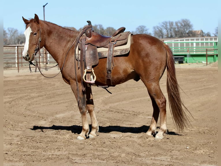 Caballo cuarto de milla Caballo castrado 9 años 150 cm Alazán-tostado in Mineral Wells TX