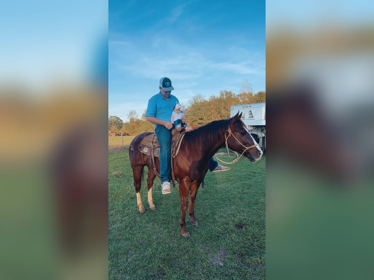 Caballo cuarto de milla Caballo castrado 9 años 150 cm Alazán-tostado in Rusk TX