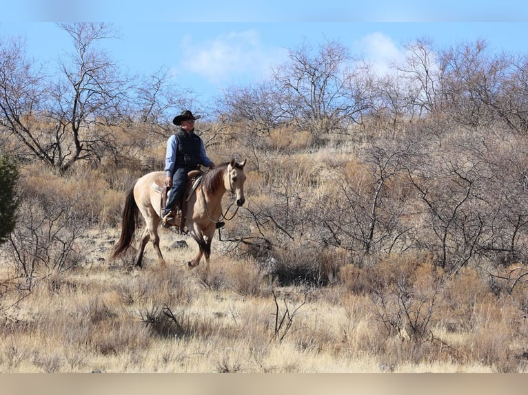 Caballo cuarto de milla Caballo castrado 9 años 150 cm Buckskin/Bayo in Camp Verde AZ