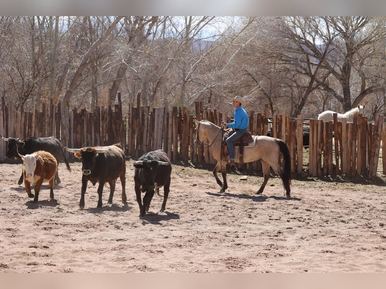 Caballo cuarto de milla Caballo castrado 9 años 150 cm Buckskin/Bayo in Camp Verde AZ