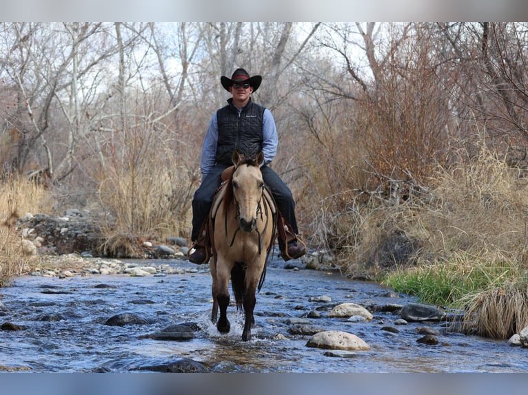 Caballo cuarto de milla Caballo castrado 9 años 150 cm Buckskin/Bayo in Camp Verde AZ