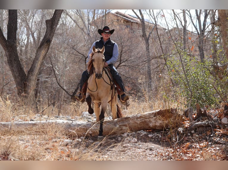 Caballo cuarto de milla Caballo castrado 9 años 150 cm Buckskin/Bayo in Camp Verde AZ