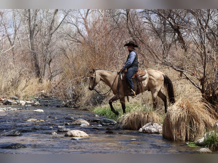 Caballo cuarto de milla Caballo castrado 9 años 150 cm Buckskin/Bayo in Camp Verde AZ