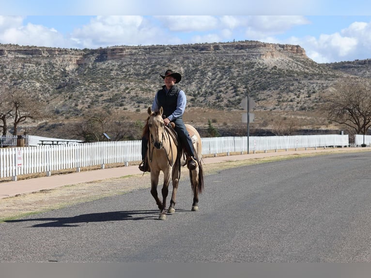 Caballo cuarto de milla Caballo castrado 9 años 150 cm Buckskin/Bayo in Camp Verde AZ