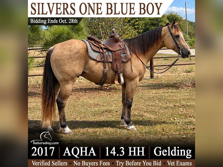Caballo cuarto de milla Caballo castrado 9 años 150 cm Buckskin/Bayo in Houston, MO