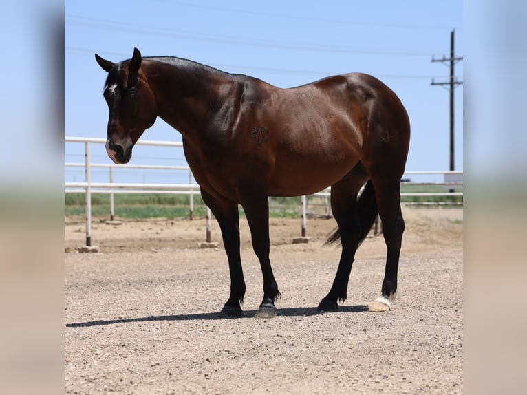Caballo cuarto de milla Caballo castrado 9 años 150 cm Castaño-ruano in Dalhart, TX