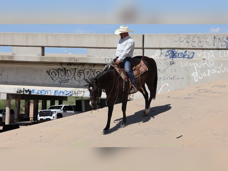 Caballo cuarto de milla Caballo castrado 9 años 150 cm Castaño-ruano in Dalhart, TX