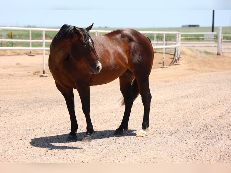Caballo cuarto de milla Caballo castrado 9 años 150 cm Castaño-ruano in Dalhart, TX