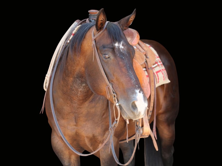 Caballo cuarto de milla Caballo castrado 9 años 150 cm Castaño-ruano in Dalhart, TX