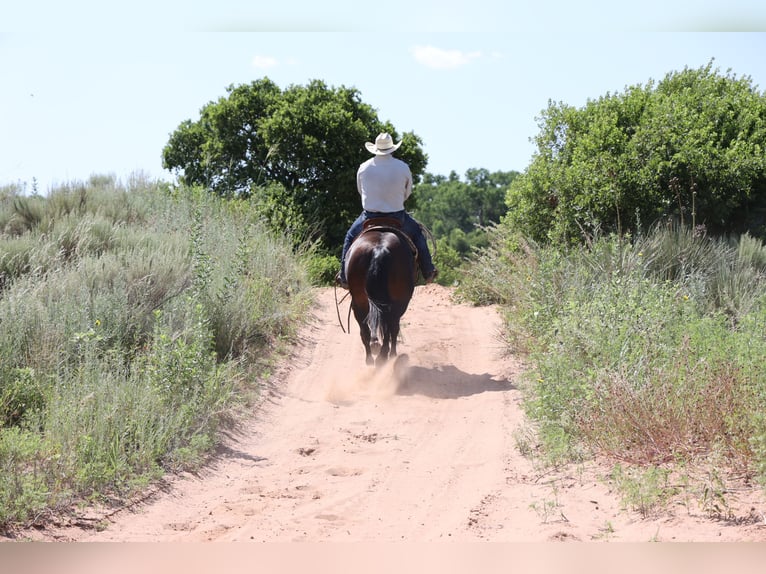 Caballo cuarto de milla Caballo castrado 9 años 150 cm Castaño-ruano in Dalhart, TX