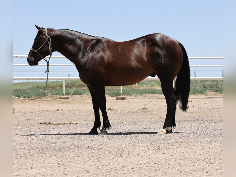 Caballo cuarto de milla Caballo castrado 9 años 150 cm Castaño-ruano in Dalhart, TX