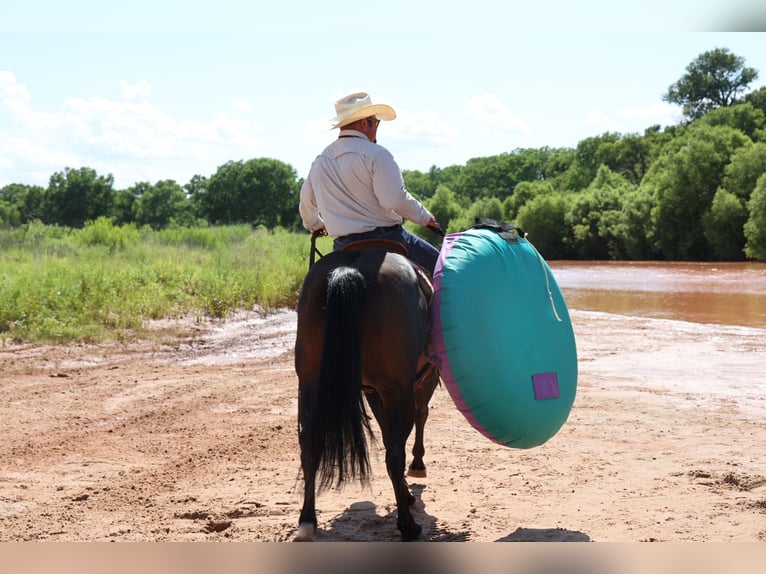 Caballo cuarto de milla Caballo castrado 9 años 150 cm Castaño-ruano in Dalhart, TX