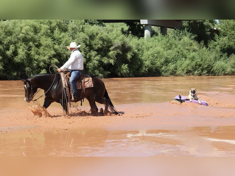 Caballo cuarto de milla Caballo castrado 9 años 150 cm Castaño-ruano in Dalhart, TX