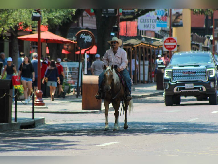 Caballo cuarto de milla Caballo castrado 9 años 150 cm Palomino in Stephenville TX