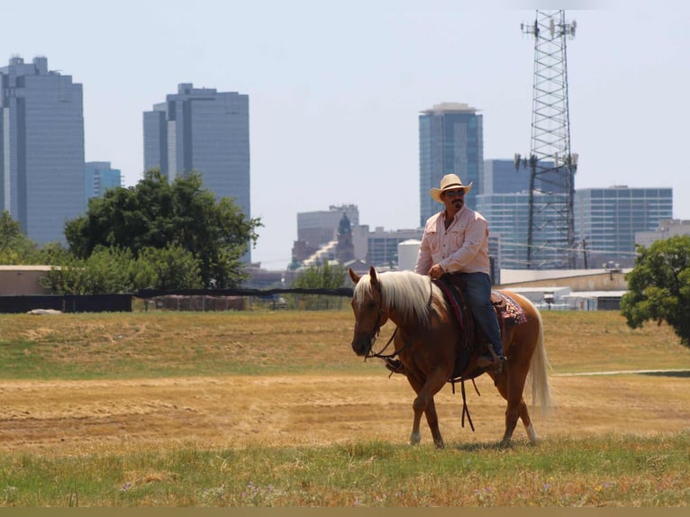 Caballo cuarto de milla Caballo castrado 9 años 150 cm Palomino in Stephenville TX