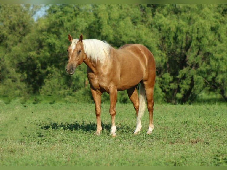 Caballo cuarto de milla Caballo castrado 9 años 150 cm Palomino in Stephenville TX