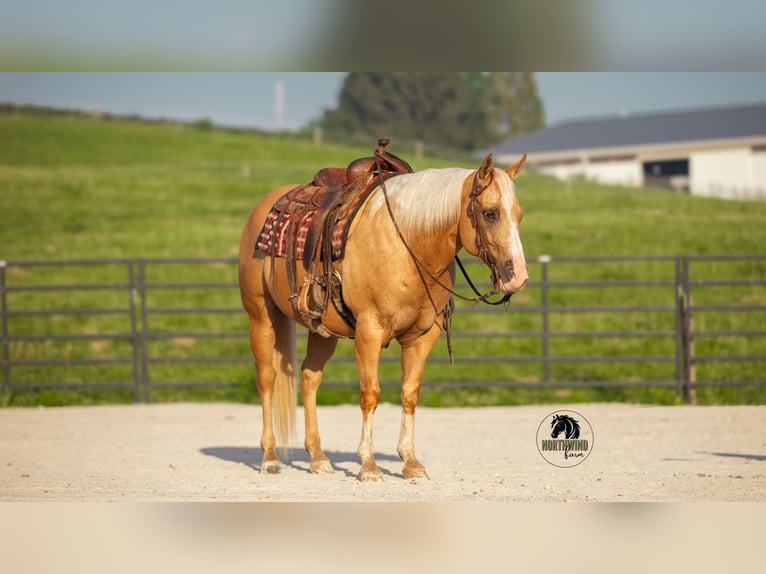 Caballo cuarto de milla Caballo castrado 9 años 150 cm Palomino in Fredericksburg, OH