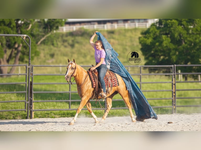 Caballo cuarto de milla Caballo castrado 9 años 150 cm Palomino in Fredericksburg, OH