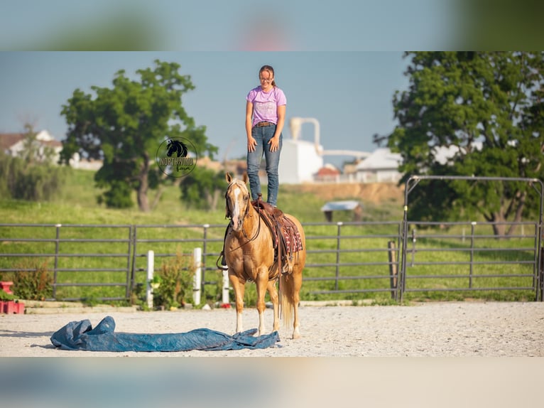 Caballo cuarto de milla Caballo castrado 9 años 150 cm Palomino in Fredericksburg, OH