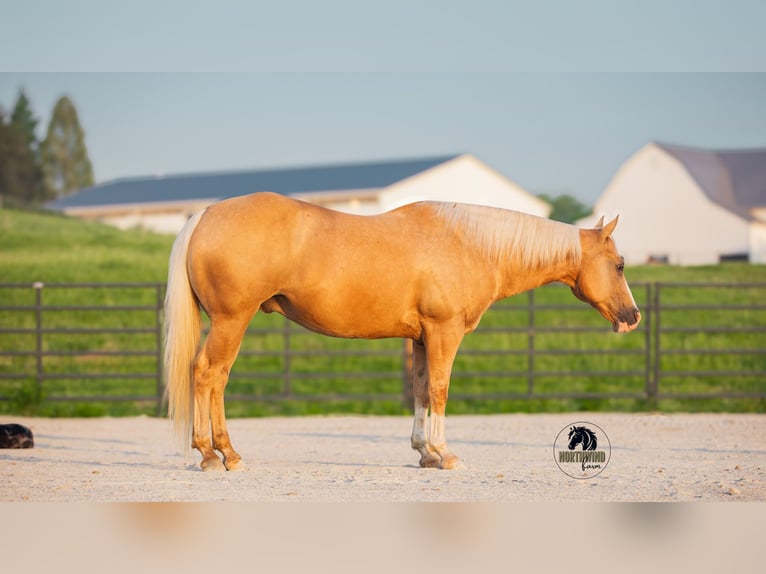 Caballo cuarto de milla Caballo castrado 9 años 150 cm Palomino in Fredericksburg, OH
