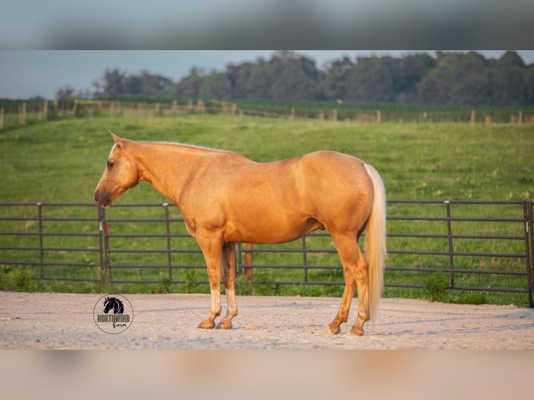 Caballo cuarto de milla Caballo castrado 9 años 150 cm Palomino in Fredericksburg, OH