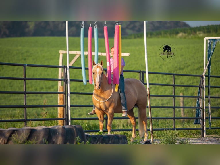 Caballo cuarto de milla Caballo castrado 9 años 150 cm Palomino in Fredericksburg, OH