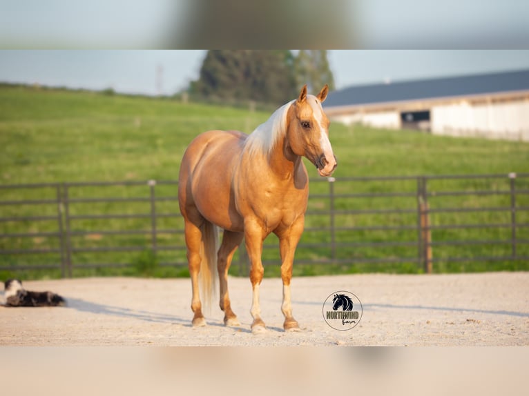 Caballo cuarto de milla Caballo castrado 9 años 150 cm Palomino in Fredericksburg, OH