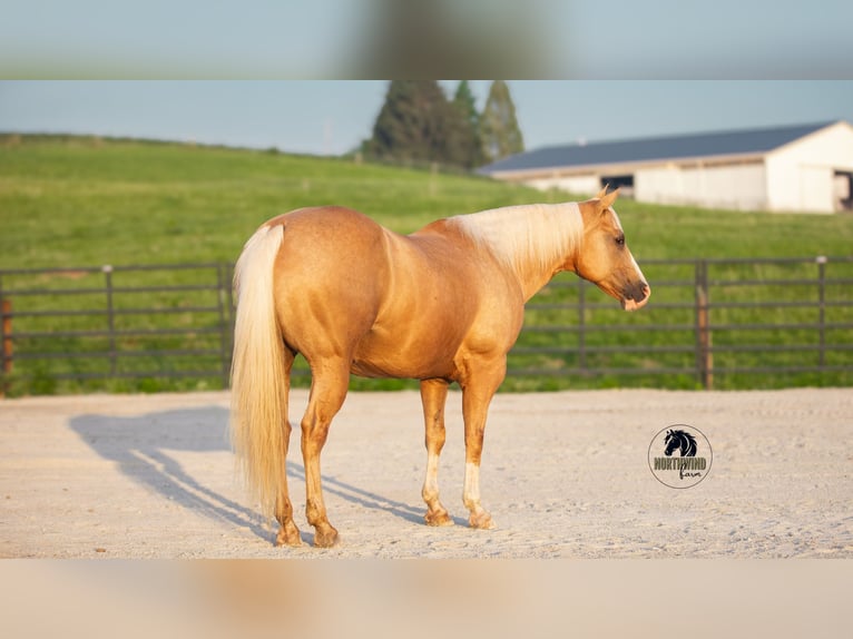Caballo cuarto de milla Caballo castrado 9 años 150 cm Palomino in Fredericksburg, OH