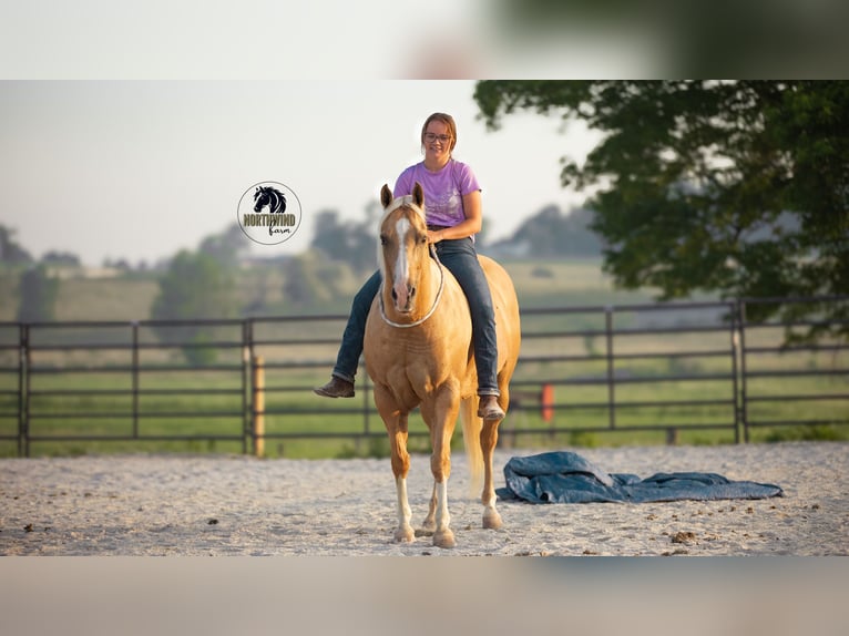 Caballo cuarto de milla Caballo castrado 9 años 150 cm Palomino in Fredericksburg, OH