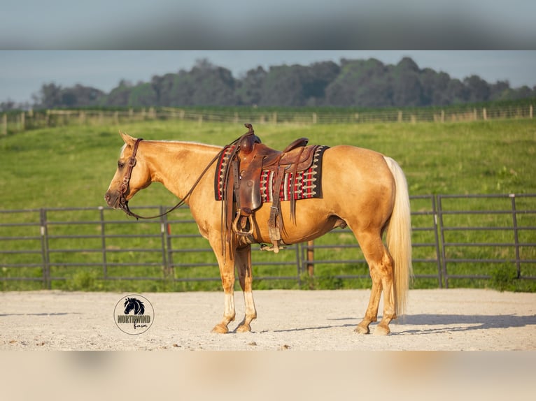 Caballo cuarto de milla Caballo castrado 9 años 150 cm Palomino in Fredericksburg, OH