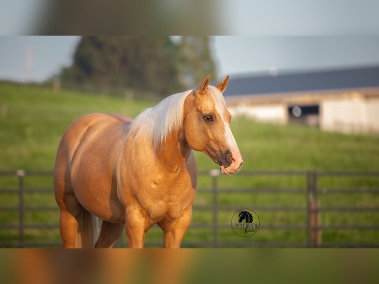 Caballo cuarto de milla Caballo castrado 9 años 150 cm Palomino in Fredericksburg, OH